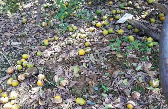 落果