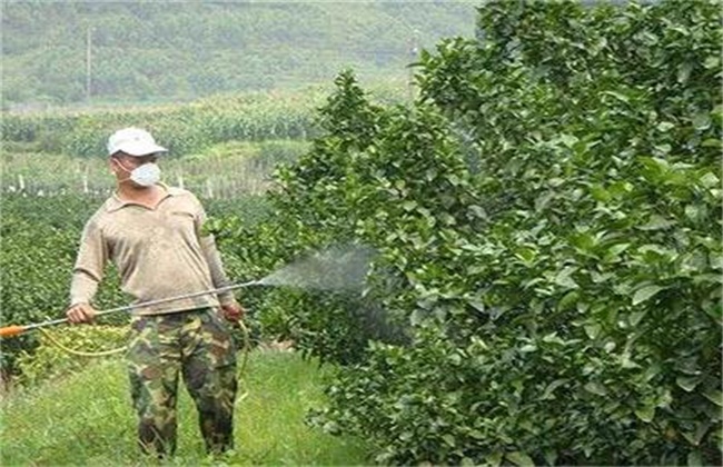 夏天果树喷药注意事项
