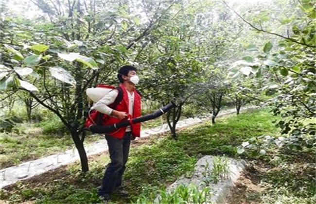 夏天果树喷药注意事项