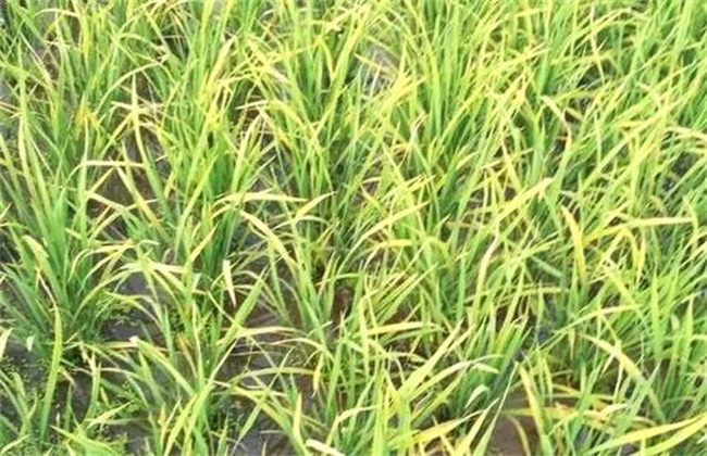 水稻黄叶原因及防治方法