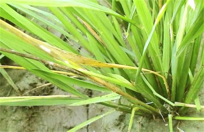 水稻黄叶原因及防治方法