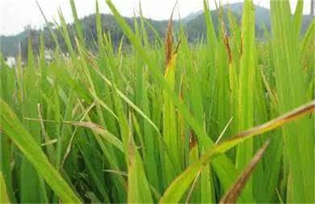 水稻黄叶原因及防治方法