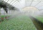 大棚蔬菜夏季浇水方法