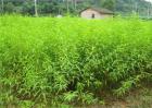 果树苗木的实用繁殖方法