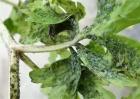 大棚蔬菜主要虫害的防治技术