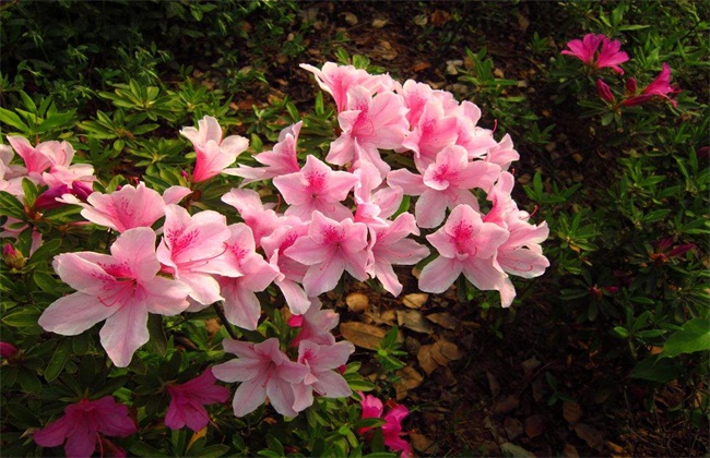 花色