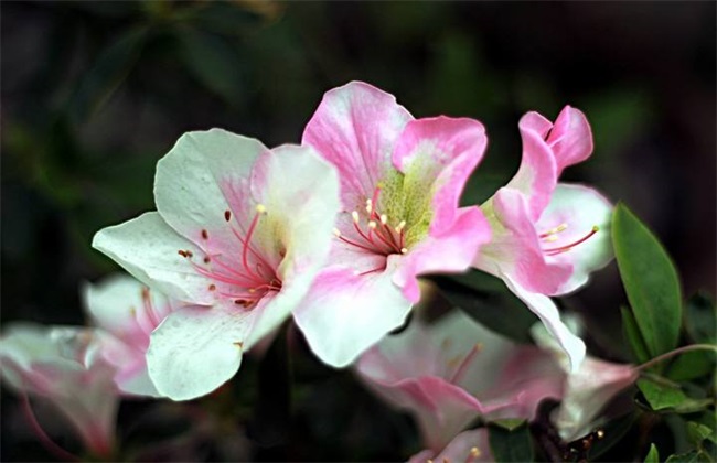 花期
