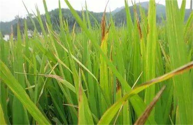 白枯病