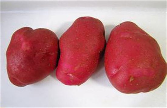 红土豆