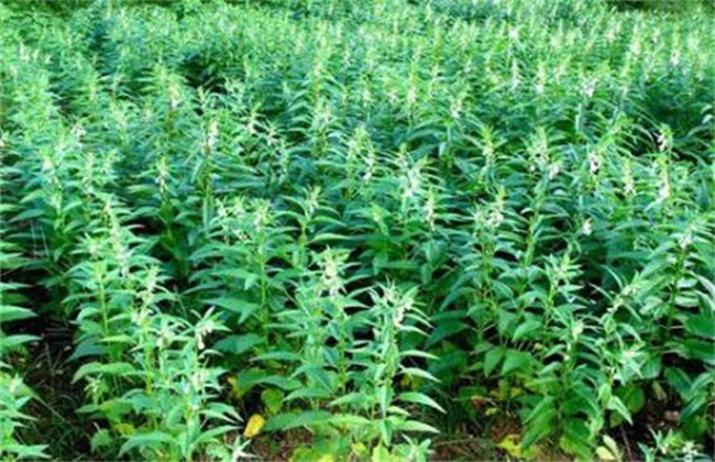芝麻缺素症状以及补救措施