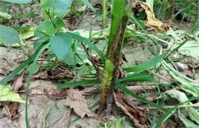 芝麻缺素症状以及补救措施