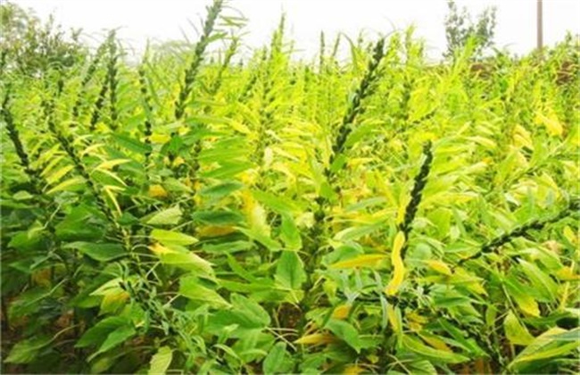 芝麻缺素症状以及补救措施