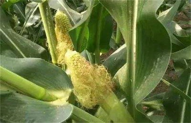 玉米苞叶短 原因 预防措施