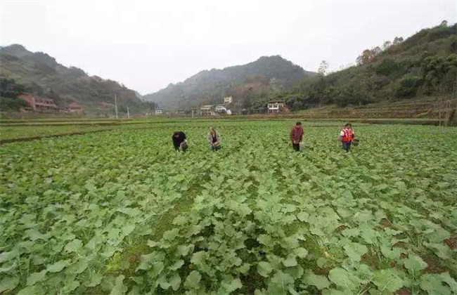 做什么赚钱 农村创业致富