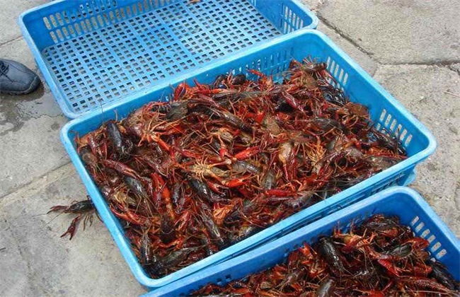 小龙虾价格 小龙虾 市场价格
