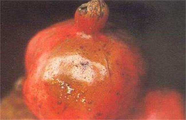 腐烂