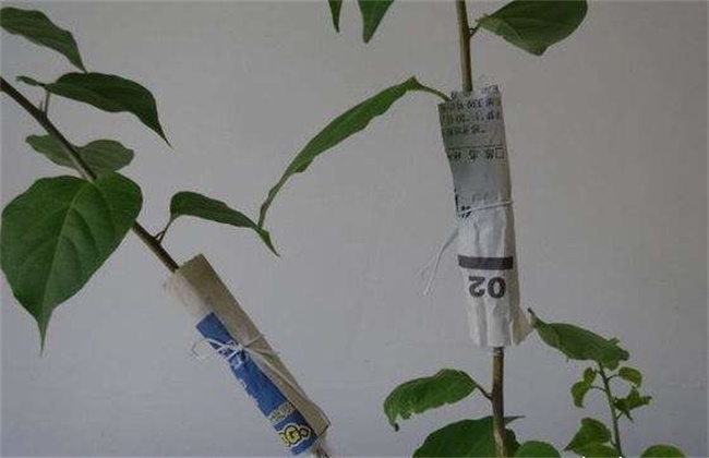 一品红的繁殖方法