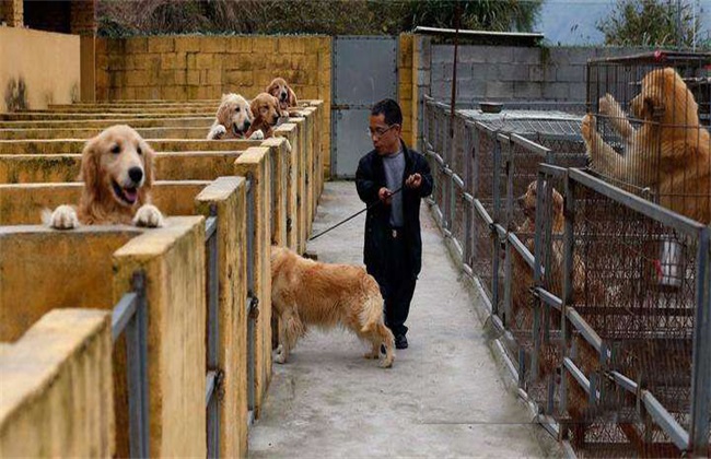 金毛犬价格 金毛价格 金毛