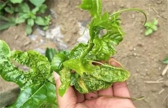 摘心