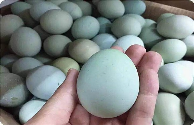 绿皮