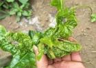 百香果怎么修剪才开花