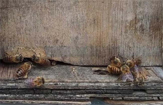 蜂箱口出现死蜂 死蜂原因