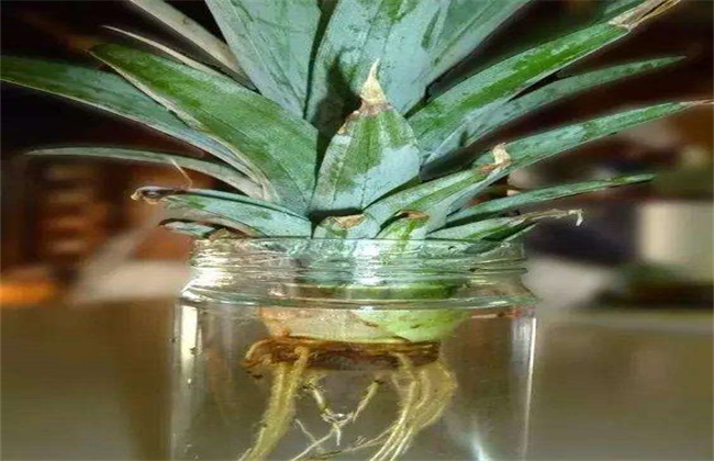 生根