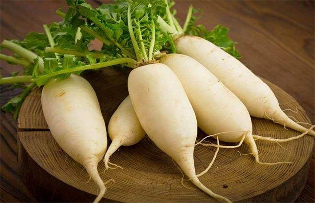 萝卜种植 萝卜怎么种植