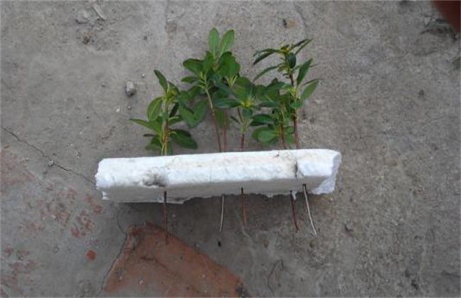 杜鹃扦插