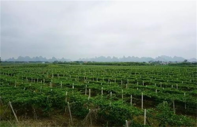 百香果种植 百香果种植管理