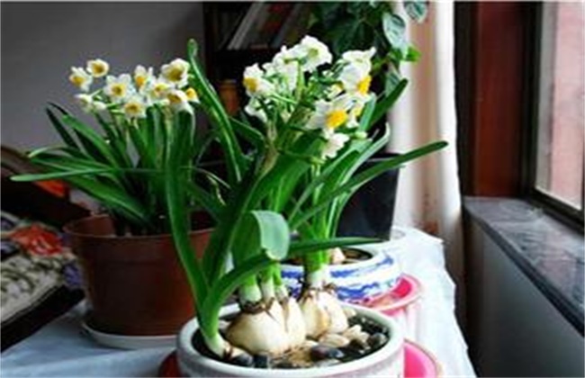 水仙花水养