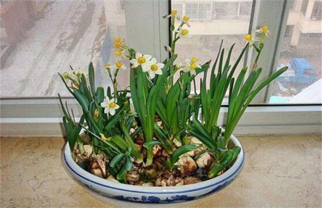 水仙花水养