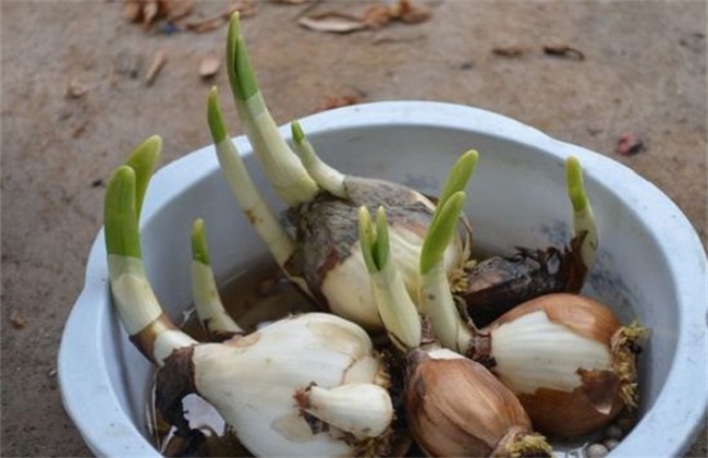 水仙花水养