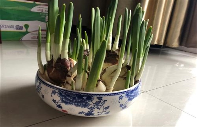 水仙花水养