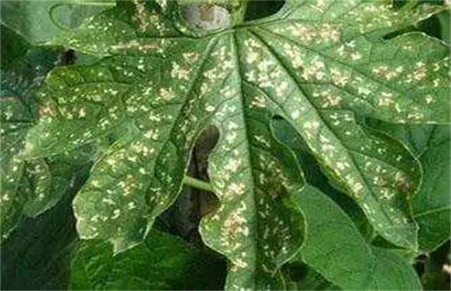 苦瓜白斑病 防治方法 症状