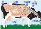 牛反刍的特点