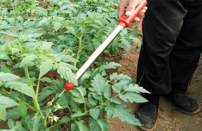 如何提高番茄的坐果率？番茄坐果率低解决方法