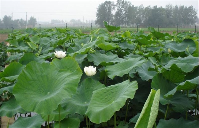 莲藕种植