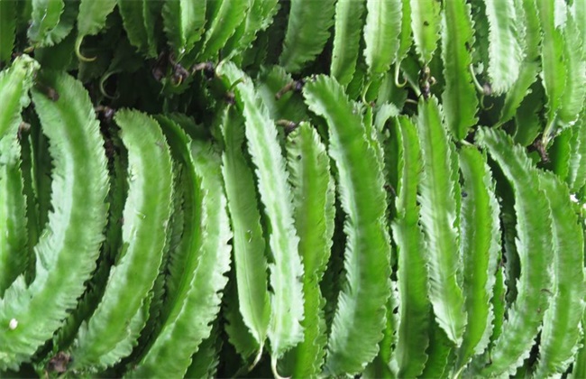 四棱豆的种植技术