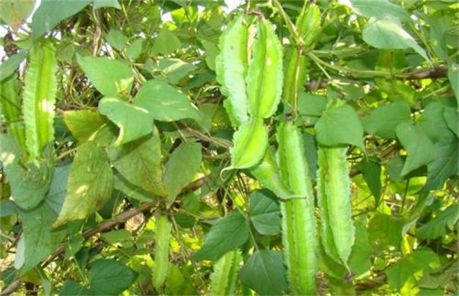 四棱豆的种植技术
