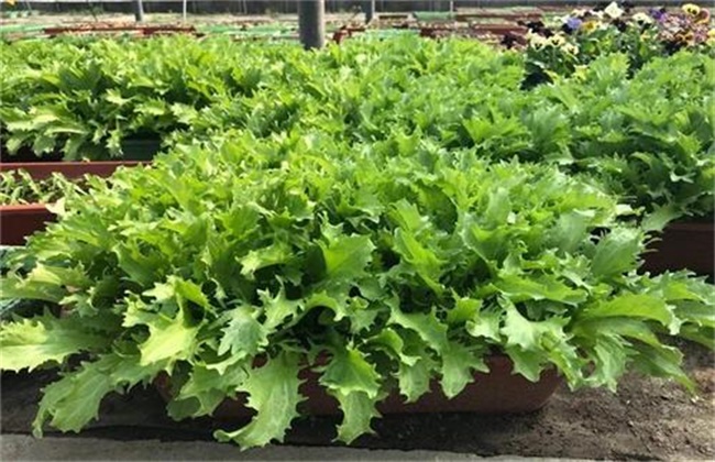苦苣的种植技术与管理