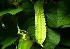 四棱豆花蕾脱落原因及防治方法
