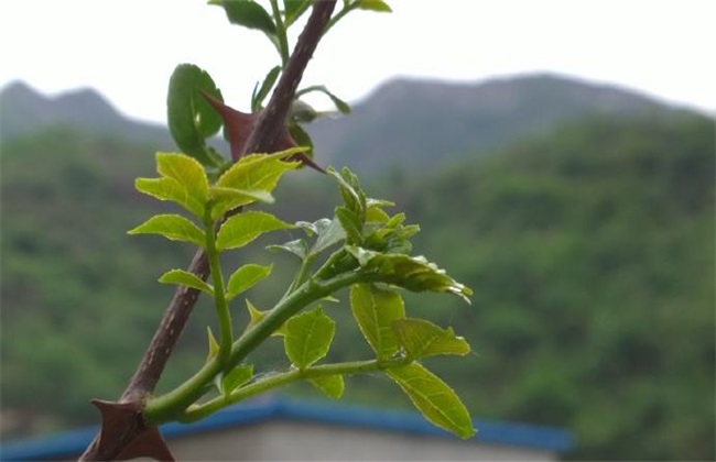 花椒芽