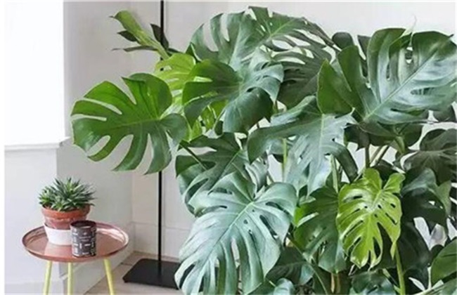 龟背竹 水培扦插 繁殖方法