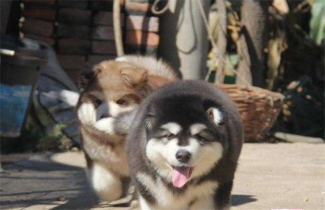 阿拉斯加犬 阿拉斯加价格