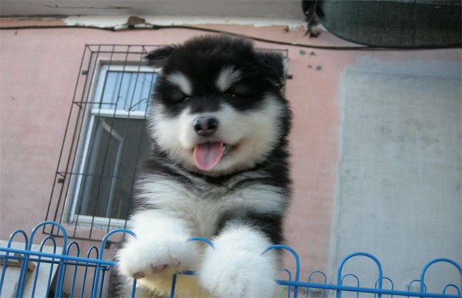 阿拉斯加犬 阿拉斯加价格