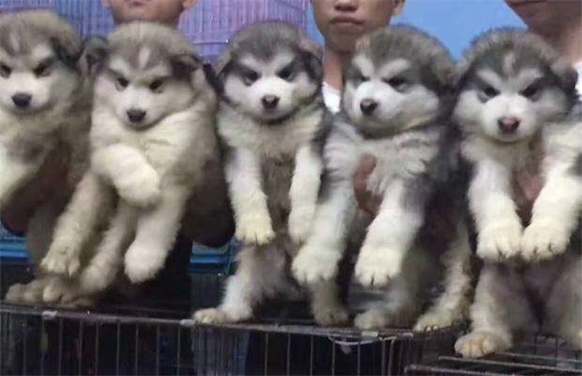阿拉斯加犬 阿拉斯加价格