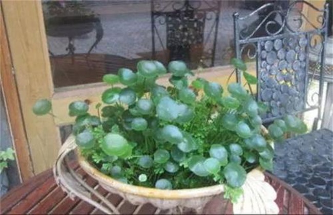 铜钱草