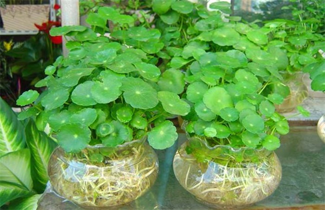 铜钱草