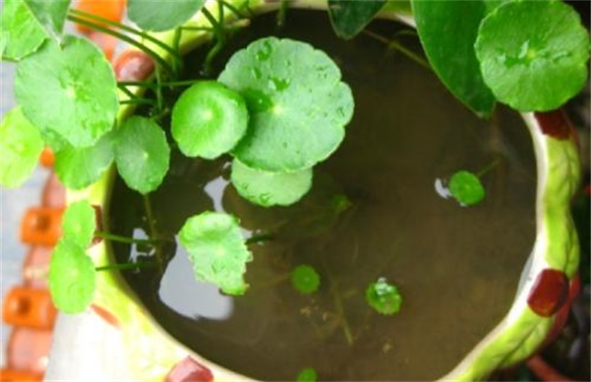 铜钱草